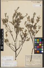 Foto von Salix repens L.